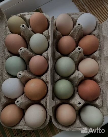 Инкубационное яйцо утки и курицы,утки и гуси