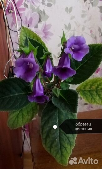 Глоксиния тидея