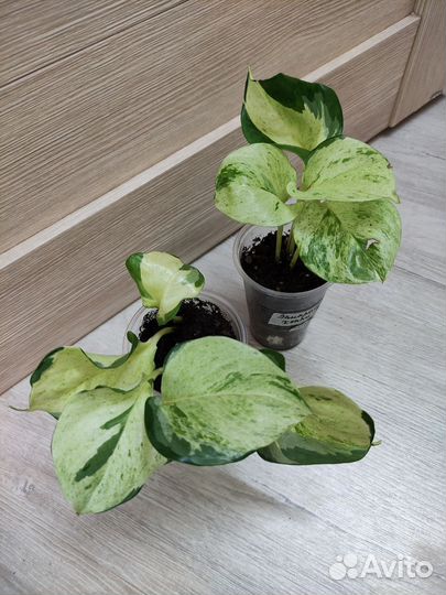 Эпипремнумы и Сциндапсус