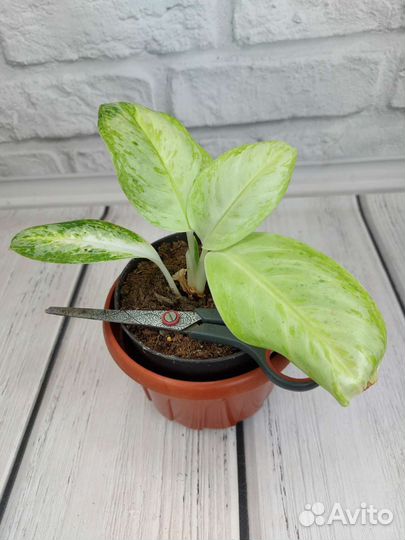 Аглаонема, плектрантус