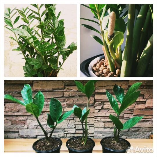 Замиокулькас