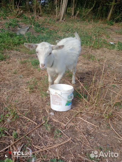 Козел,козы и козочка
