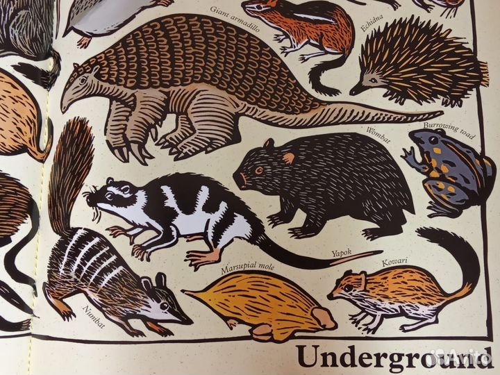 Английская книга, большая-Все виды животных с опис