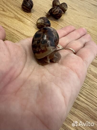 Улитка ахатин