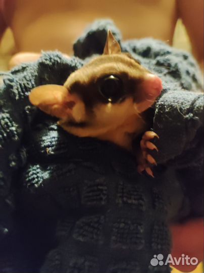 Белка летяга