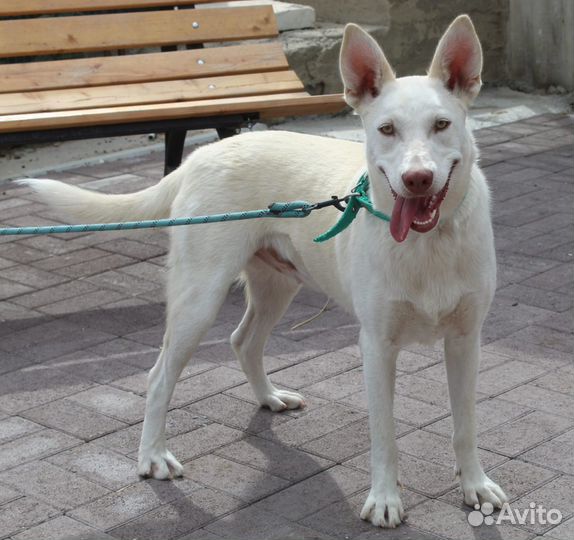 Швейцарская овчарка