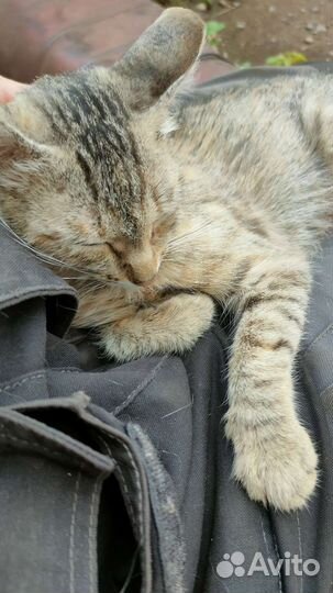 Отдадим котят