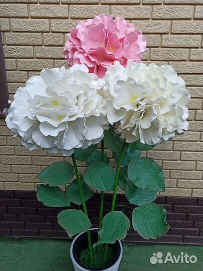 Гортензия интерьерная