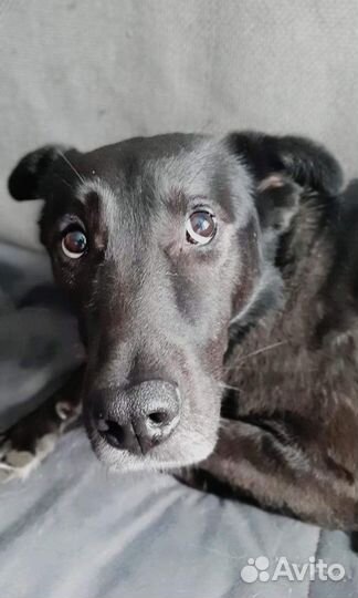 Собака - очень нужна передержка