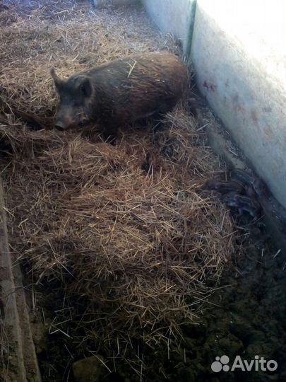 Дикие кабаны