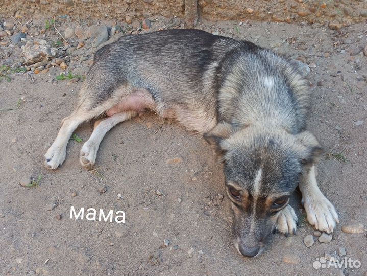 Щенки маленькой дворняжки