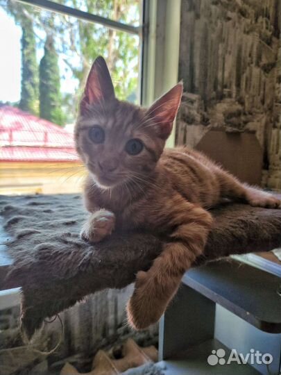 Рыжий котенок в добрые руки