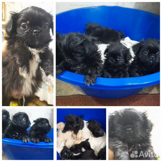 Пекинесики