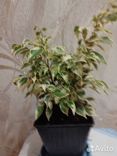 Фикус бенджамина белый