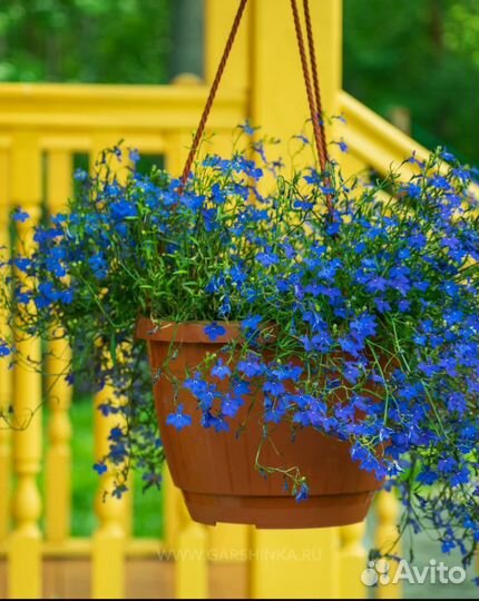 Рассада цветов Эустома Петуния Биденс