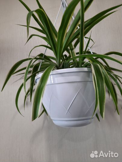 Комнатные растения.Хлорофитум хохлатый