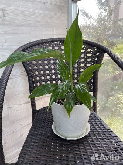 Цветы комнатные