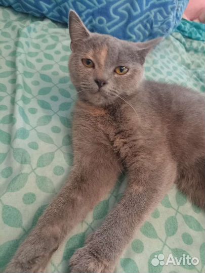 Кошка в дар