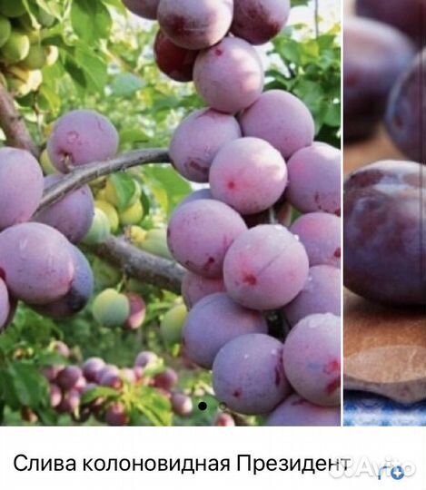 Саженцы колоновидной сливы