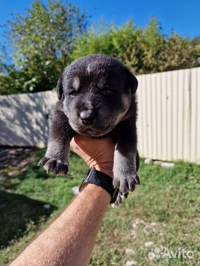 Метис лабрадора