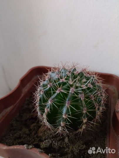 Лимон из косточки