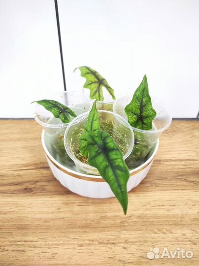 Алоказия мишольца (фрайдек), алоказия жаклин