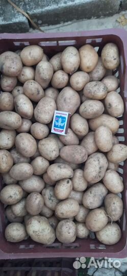 Картофель