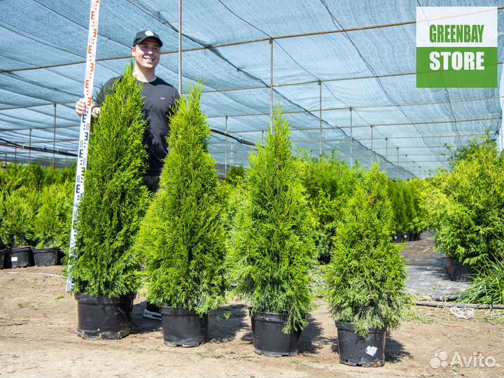 Туя смарагд 140 см свежая копка 2023