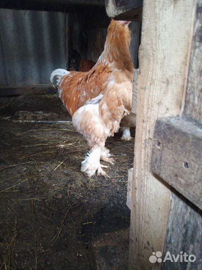 Продажа или обмен петушки брама