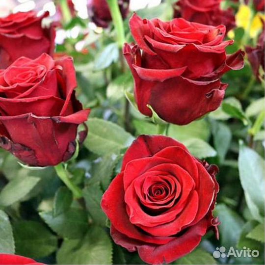 Роза Эксплорер