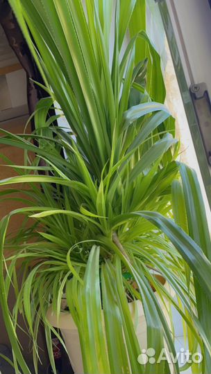 Хлорофитум