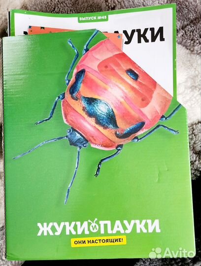 Коллекция жуков