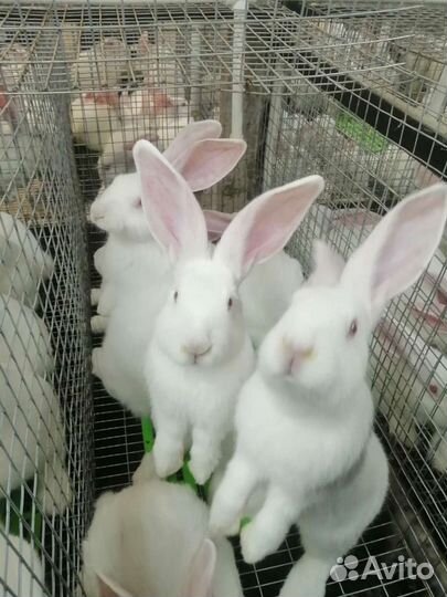 Кролики на племя белый паннон всегда в наличии