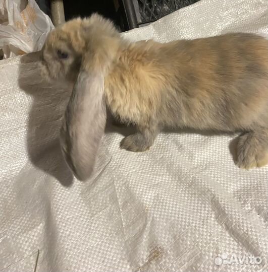 Французские бараны