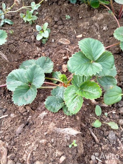 Земклуника,Купчиха