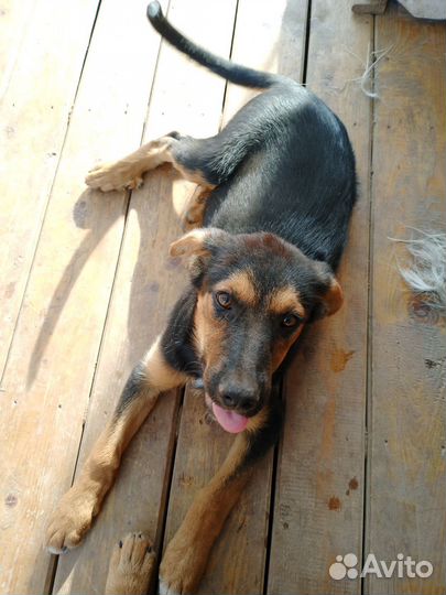 Метис овчарки