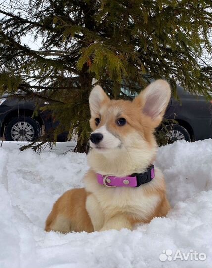 Вельш-корги пемброк