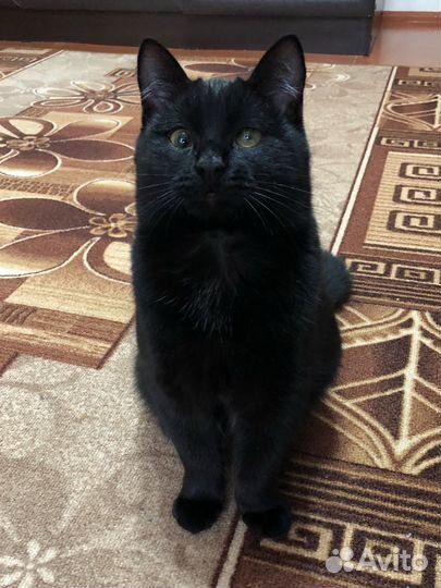 Потерялся кот более 2 недель назад