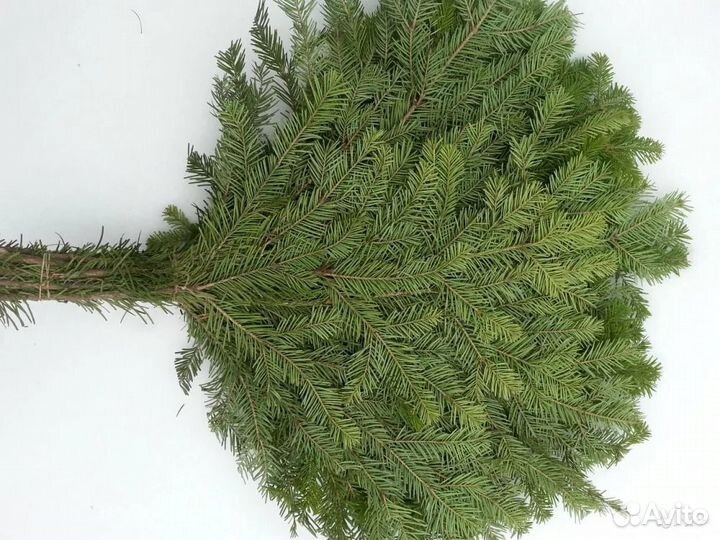 Веник пихтовый