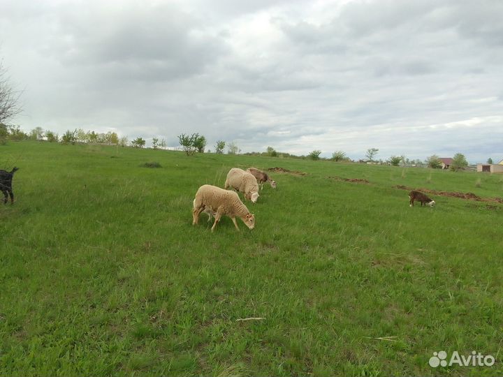 Овцы бараны