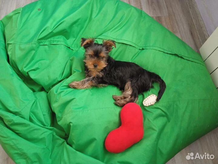 Йоркширский терьер мальчик