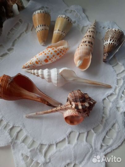 Морские ракушки раковины