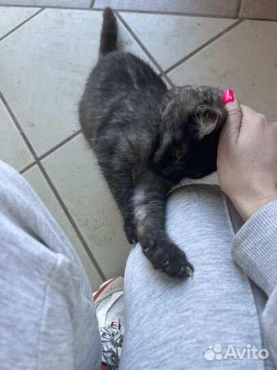 Кошка в добрые