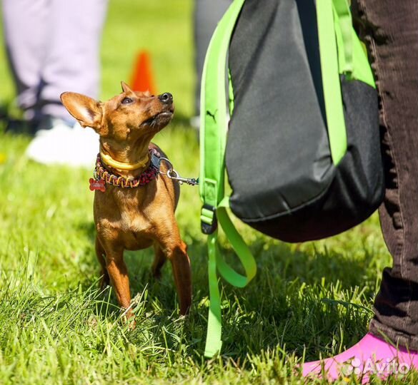 Собака для фото- видеосессии и рекламы