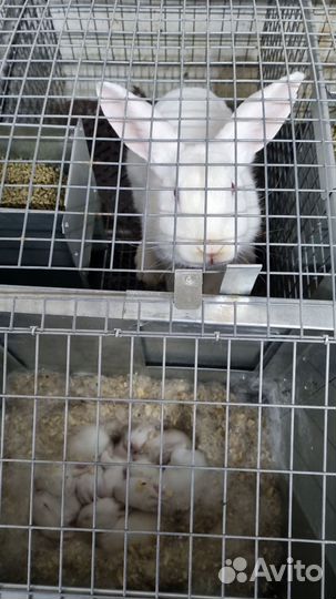 Оптом Мясо Кролика