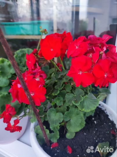 Герань пеларгония