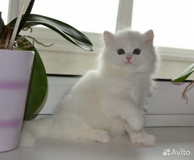 Шотландский котенок белый