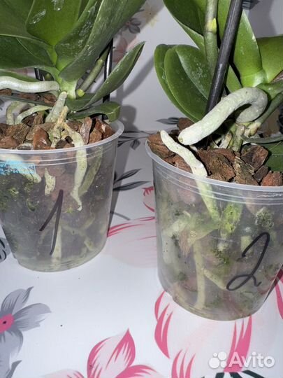 Орхидея фаленопсис