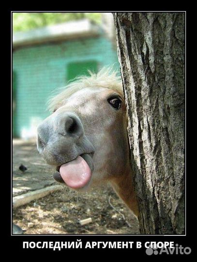 Амуниция для хоббихорса