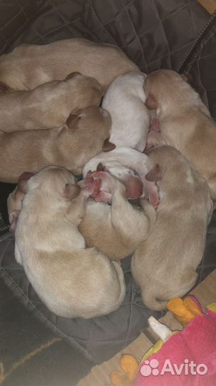 Эстонская гончая щенки